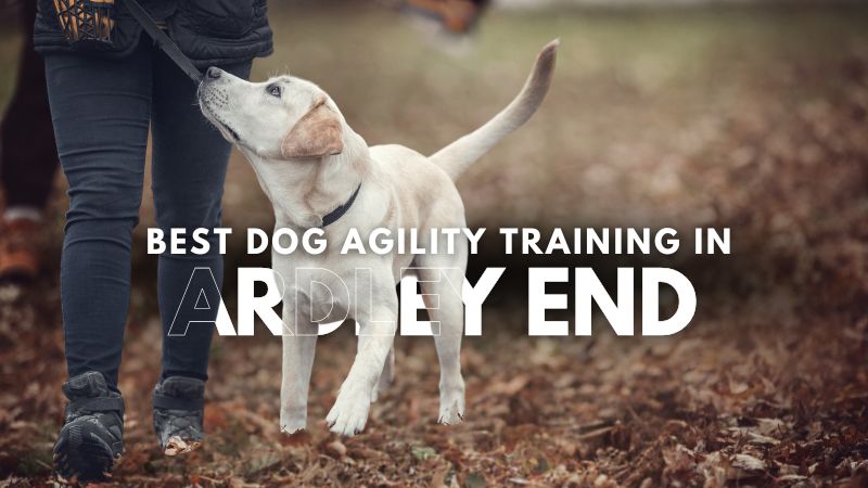 Best Dog Agility Training in Ardley End