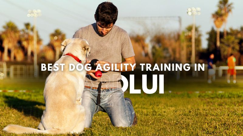 Best Dog Agility Training in Ardlui