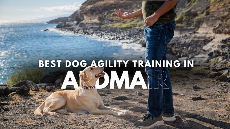 Best Dog Agility Training in Ardmair