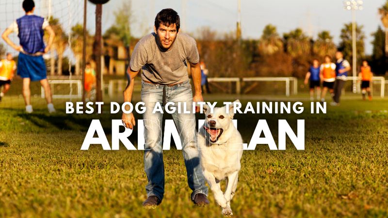 Best Dog Agility Training in Ardmillan