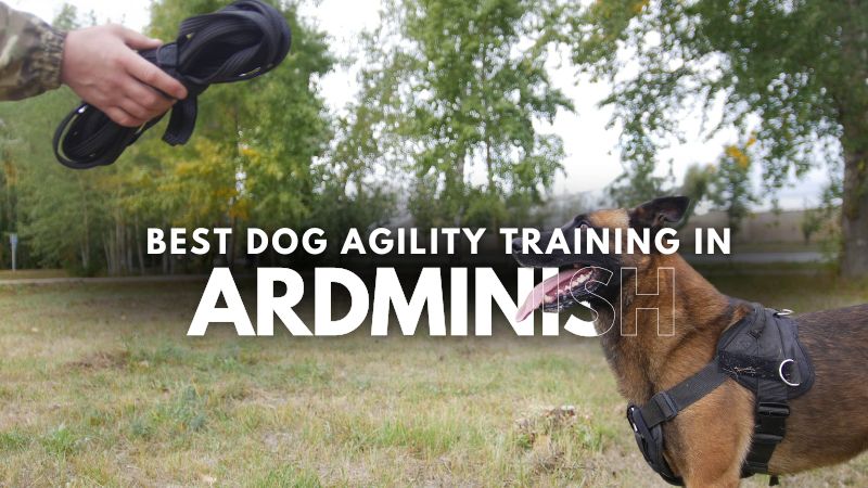 Best Dog Agility Training in Ardminish