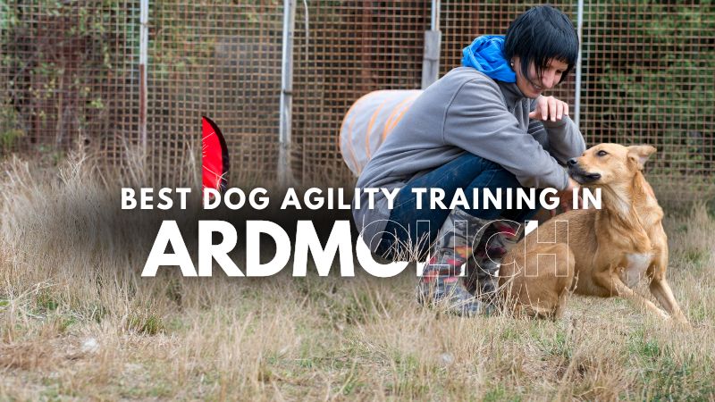 Best Dog Agility Training in Ardmolich
