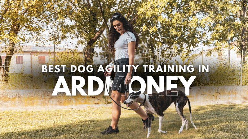 Best Dog Agility Training in Ardmoney