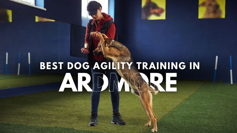 Best Dog Agility Training in Ardmore