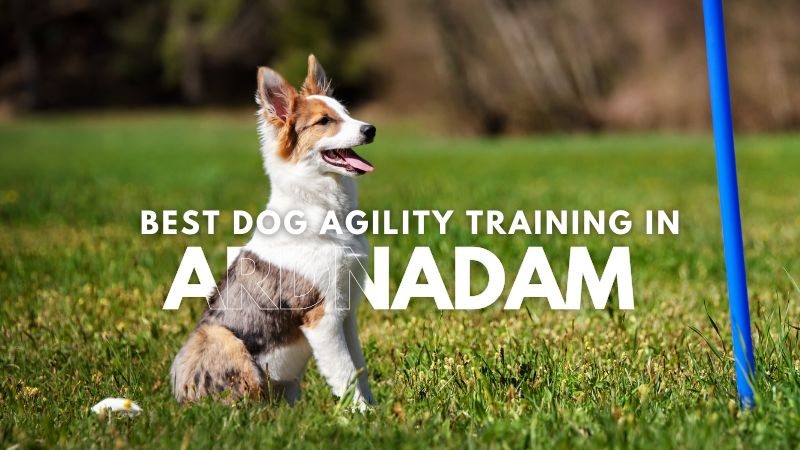 Best Dog Agility Training in Ardnadam