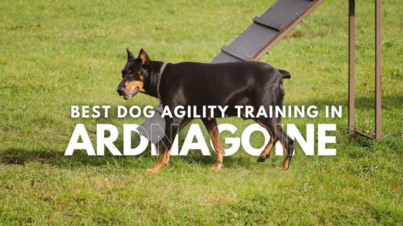 Best Dog Agility Training in Ardnagoine