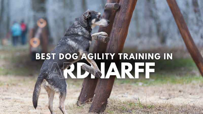 Best Dog Agility Training in Ardnarff