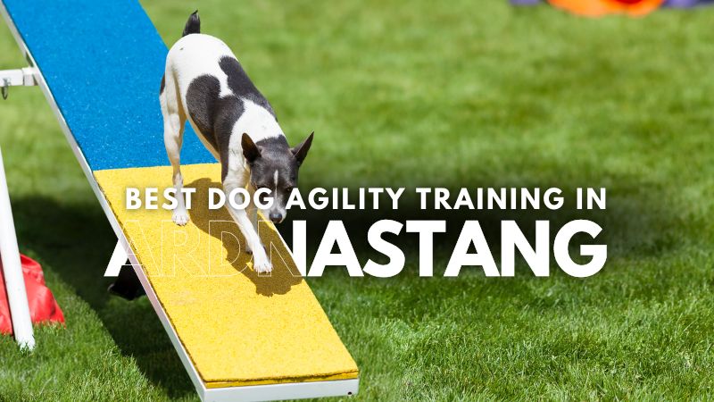 Best Dog Agility Training in Ardnastang