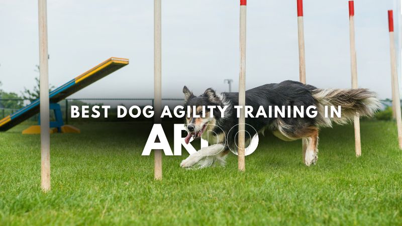 Best Dog Agility Training in Ardo