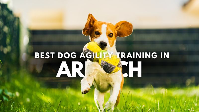 Best Dog Agility Training in Ardoch
