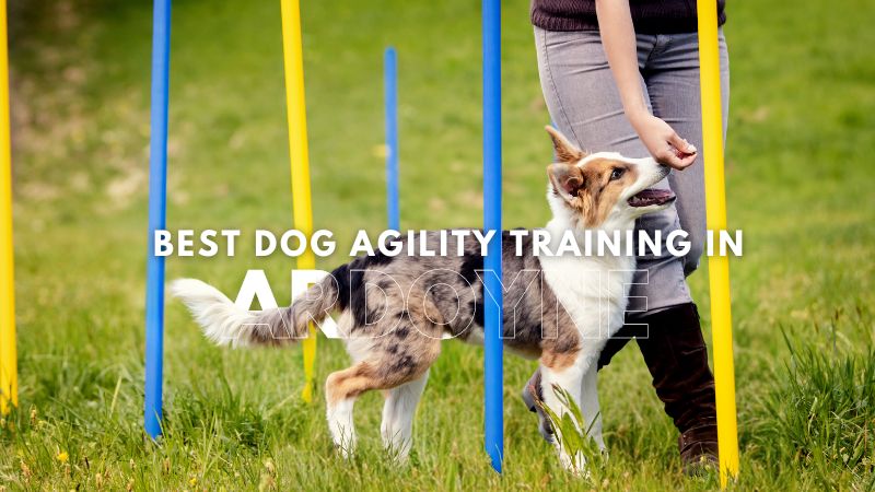 Best Dog Agility Training in Ardoyne