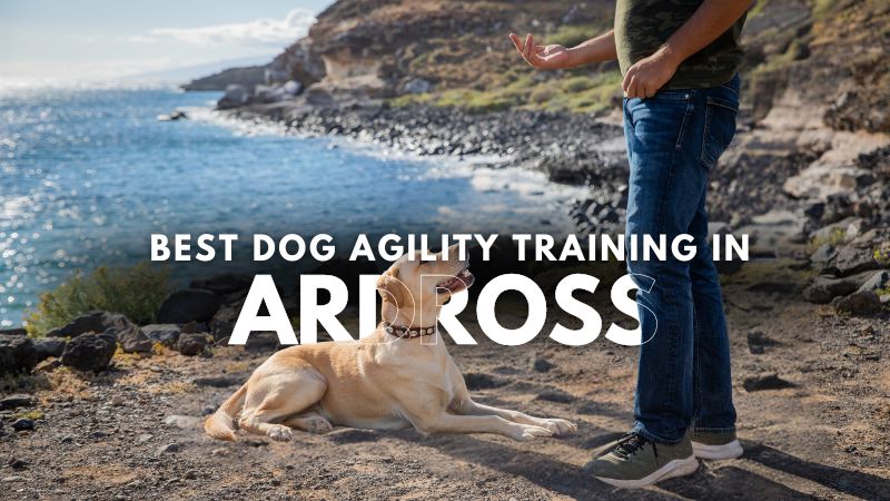 Best Dog Agility Training in Ardross
