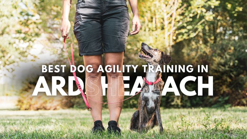 Best Dog Agility Training in Ardshealach