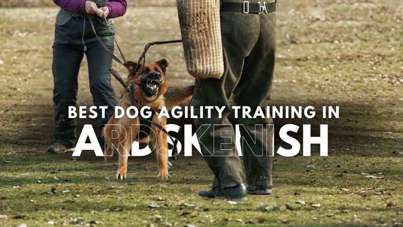 Best Dog Agility Training in Ardskenish