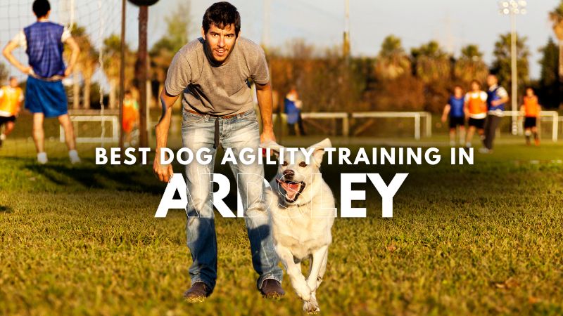Best Dog Agility Training in Ardsley