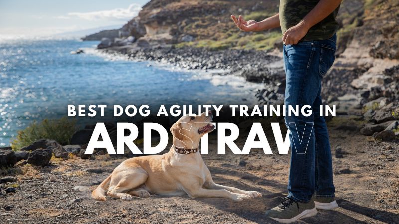 Best Dog Agility Training in Ardstraw