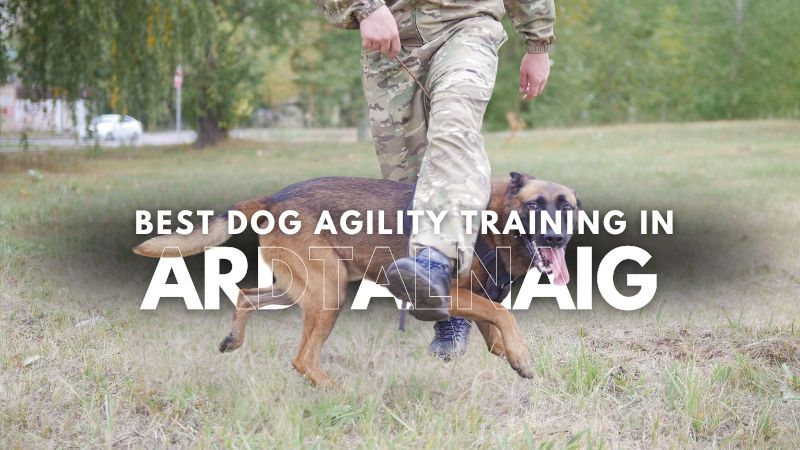 Best Dog Agility Training in Ardtalnaig