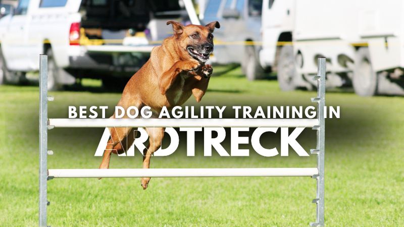 Best Dog Agility Training in Ardtreck