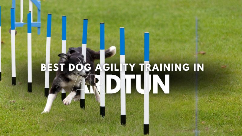 Best Dog Agility Training in Ardtun