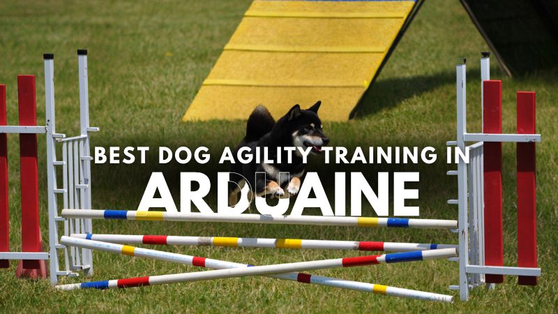 Best Dog Agility Training in Arduaine