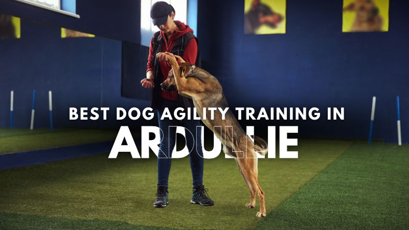 Best Dog Agility Training in Ardullie