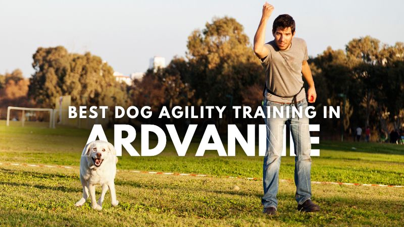 Best Dog Agility Training in Ardvannie