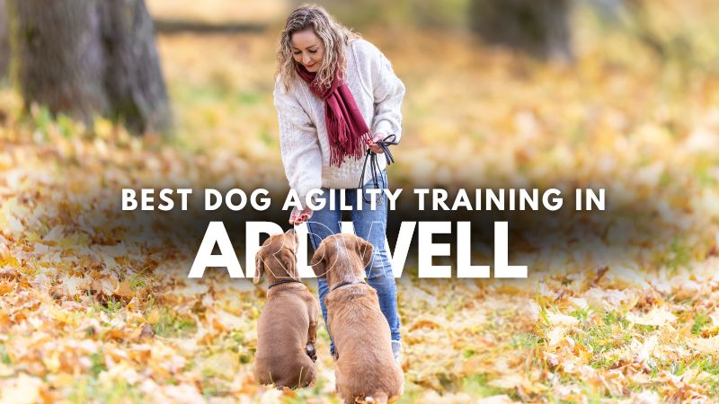Best Dog Agility Training in Ardwell