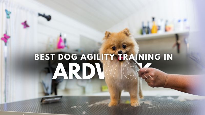 Best Dog Agility Training in Ardwick