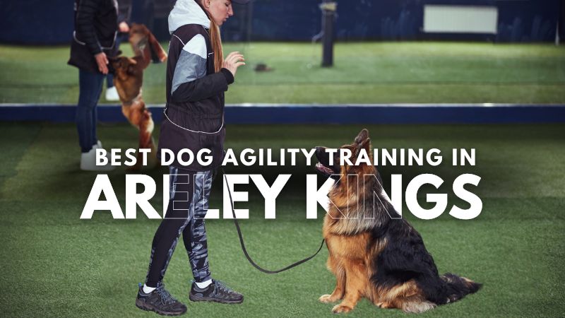 Best Dog Agility Training in Areley Kings