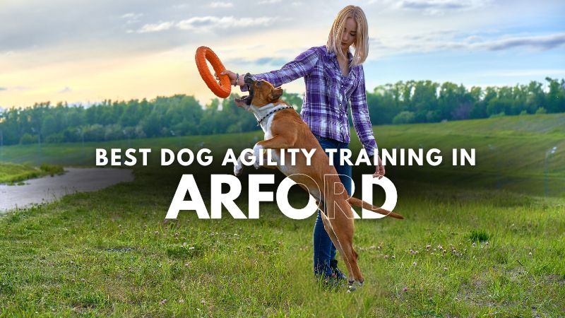 Best Dog Agility Training in Arford