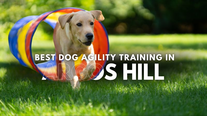 Best Dog Agility Training in Argos Hill