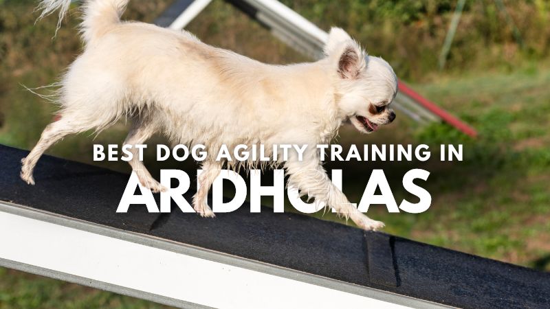 Best Dog Agility Training in Aridhglas