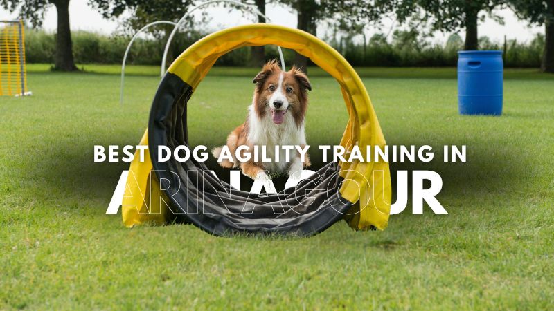 Best Dog Agility Training in Arinagour