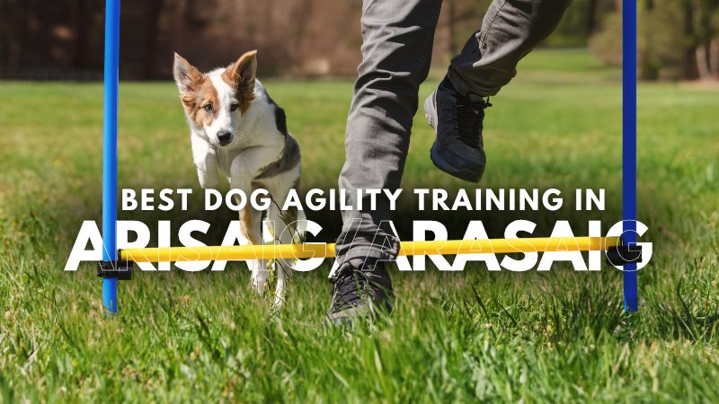 Best Dog Agility Training in ArisaigArasaig