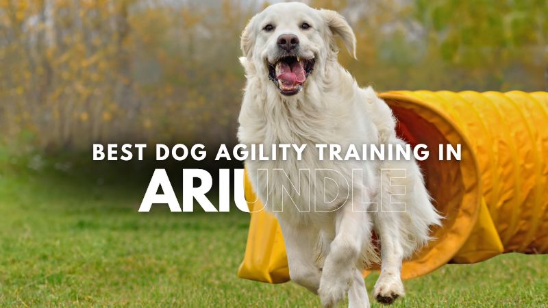 Best Dog Agility Training in Ariundle