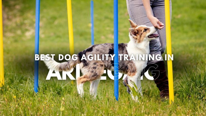 Best Dog Agility Training in Arivegaig