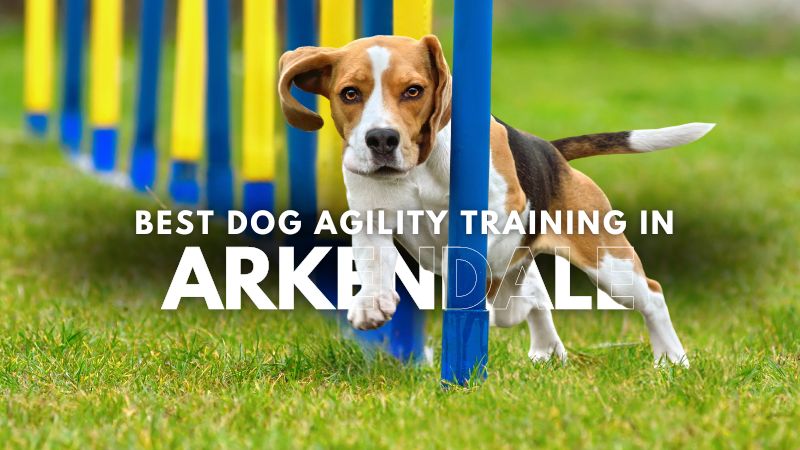 Best Dog Agility Training in Arkendale