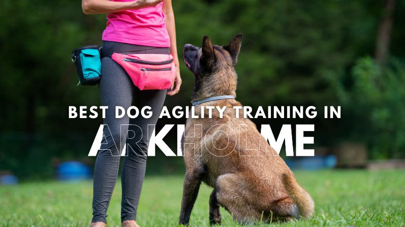Best Dog Agility Training in Arkholme