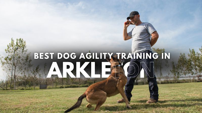 Best Dog Agility Training in Arkleton