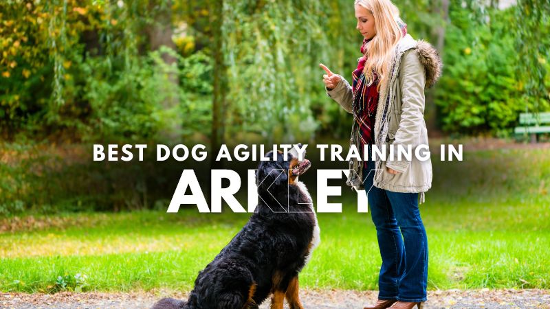 Best Dog Agility Training in Arkley