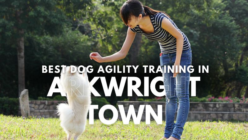 Best Dog Agility Training in Arkwright Town