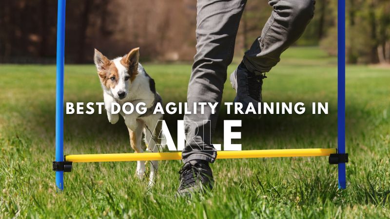 Best Dog Agility Training in Arle