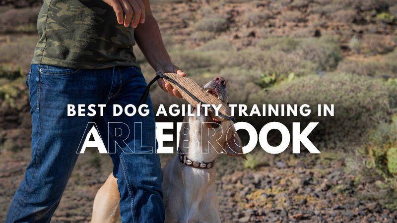 Best Dog Agility Training in Arlebrook