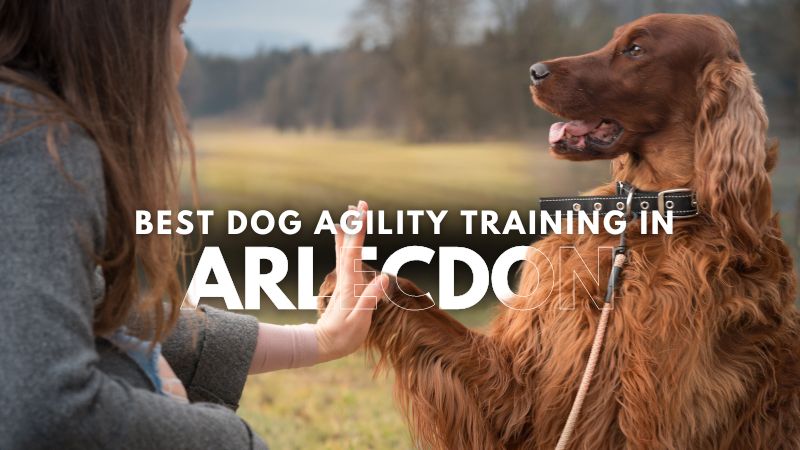 Best Dog Agility Training in Arlecdon