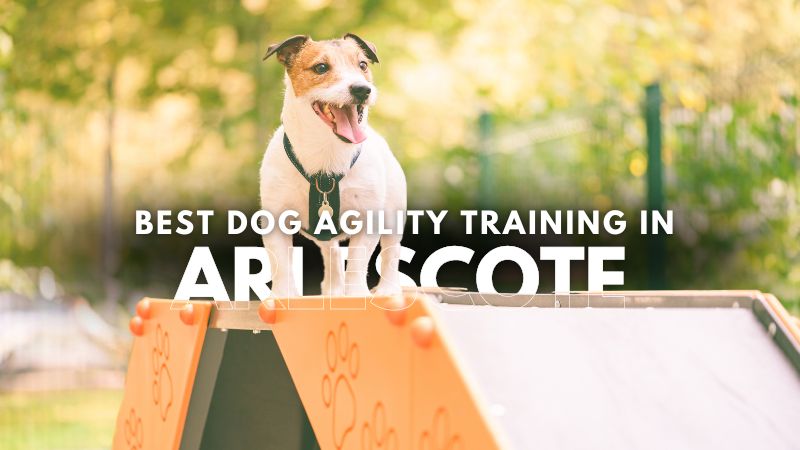 Best Dog Agility Training in Arlescote