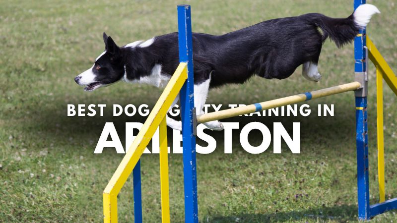 Best Dog Agility Training in Arleston