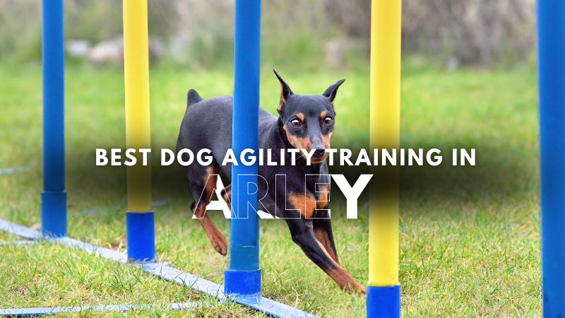 Best Dog Agility Training in Arley