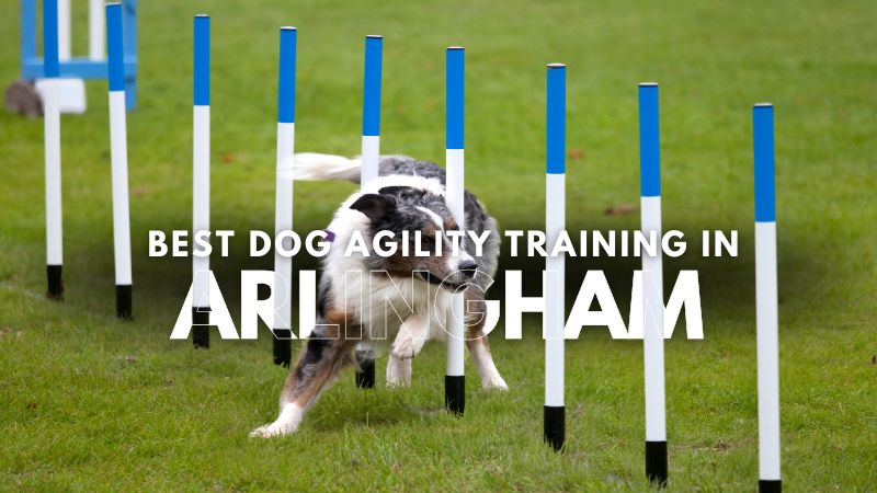 Best Dog Agility Training in Arlingham