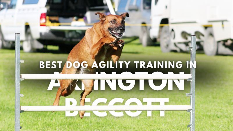 Best Dog Agility Training in Arlington Beccott