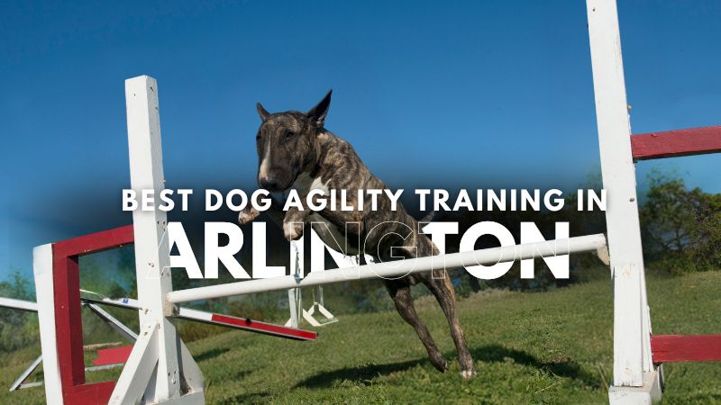 Best Dog Agility Training in Arlington